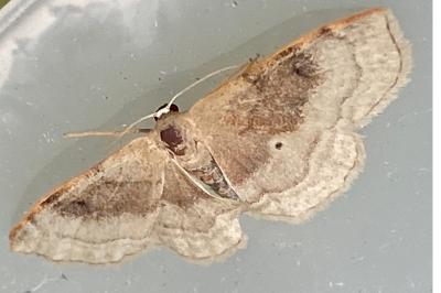 <i>Idaea degeneraria</i>