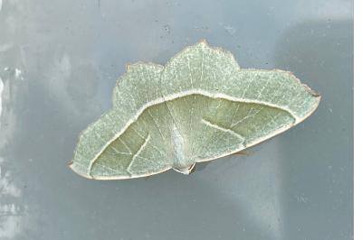 <i>Campaea margaritaria</i>
