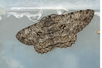 <i>Hypomecis roboraria</i>