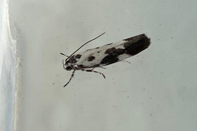 <i>Ethmia quadrillella</i>