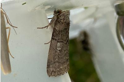 <i>Tethea or</i>