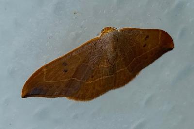 <i>Watsonalla binaria</i>