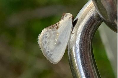 <i>Cilix glaucata</i>