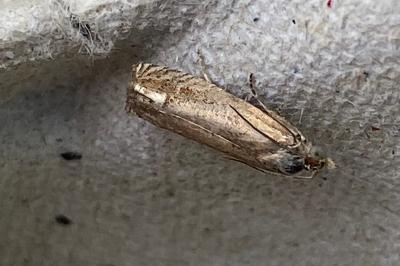 <i>Eucosma</i>