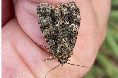 <i>Acronicta rumicis</i>