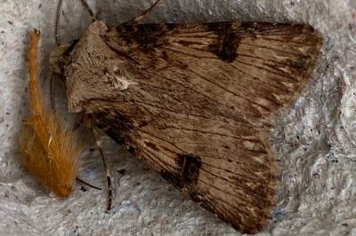 <i>Agrotis puta</i>