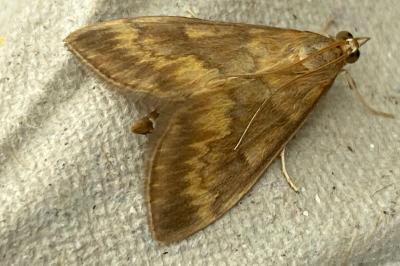 <i>Ostrinia nubilalis</i>