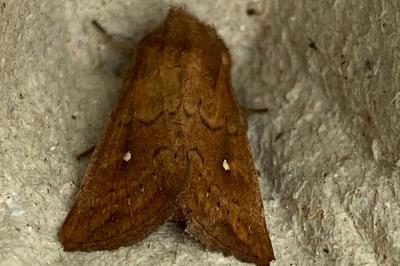 <i>Mythimna albipuncta</i>