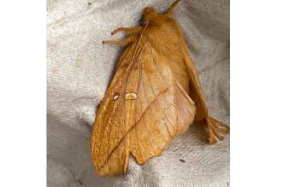 <i>Euthrix potatoria</i>
