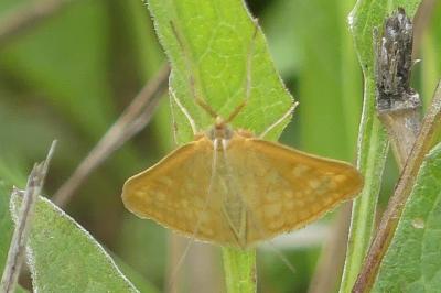 <i>Sitochroa verticalis</i>