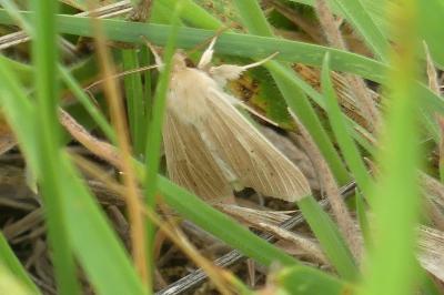 <i>Mythimna pallens</i>