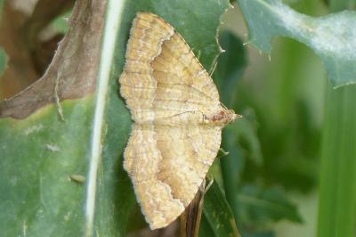 <i>Camptogramma bilineata</i>