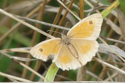 <i>Pyronia tithonus</i>