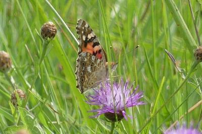 <i>Vanessa cardui</i>