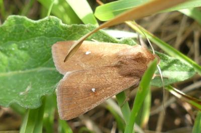 <i>Mythimna albipuncta</i>