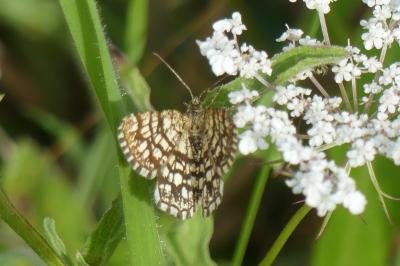 <i>Chiasmia clathrata</i>