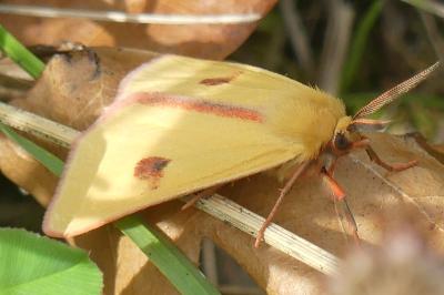 <i>Diacrisia sannio</i>