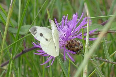<i>Pieris rapae</i>