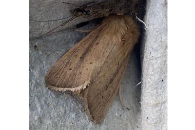 <i>Sesamia nonagrioides</i>
