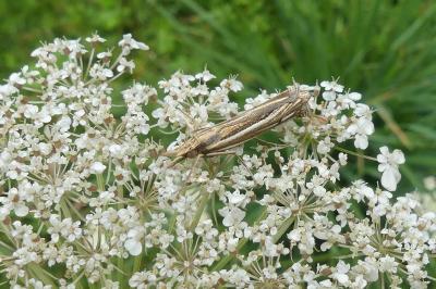 <i>Ancylolomia tentaculella</i>