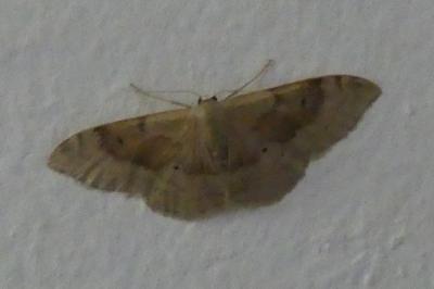 <i>Idaea degeneraria</i>