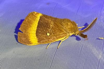 <i>Lasiocampa quercus</i>
