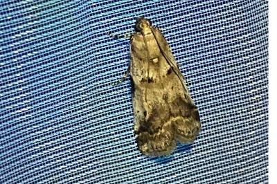 <i>Acrobasis fallouella/glaucella</i>