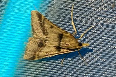 <i>Stemmatophora brunnealis</i>