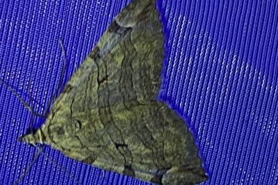 <i>Aplocera</i>