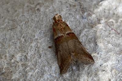 <i>Acrobasis tumidana</i>
