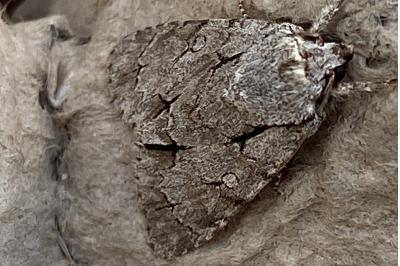 <i>Acronicta psi/tridens</i>