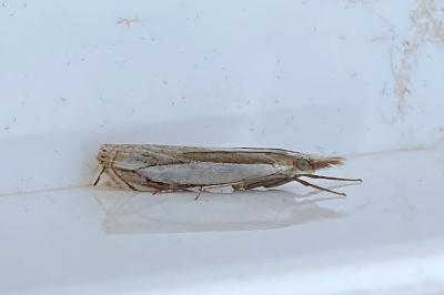 <i>Crambus pascuella</i>