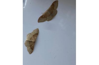 <i>Idaea degeneraria</i>