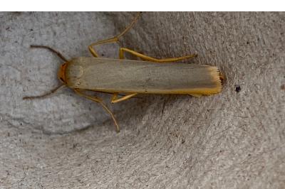 <i>Manulea complana</i>
