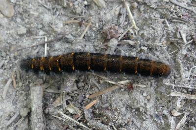 <i>Macrothylacia rubi</i>