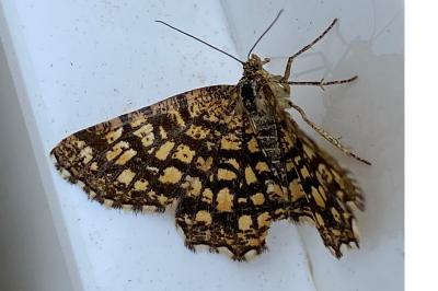 <i>Chiasmia clathrata</i>