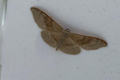 <i>Idaea degeneraria</i>