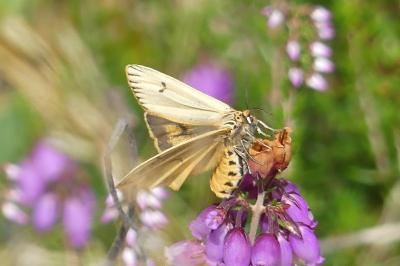 <i>Spiris striata</i>