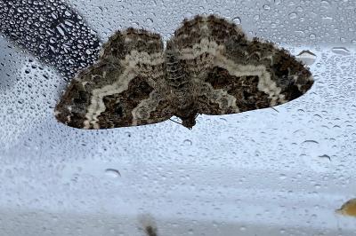 <i>Epirrhoe alternata</i>