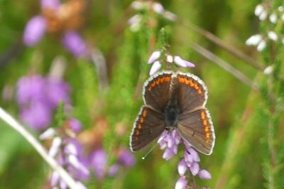 <i>Aricia agestis</i>
