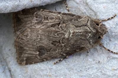 <i>Agrotis bigramma</i>