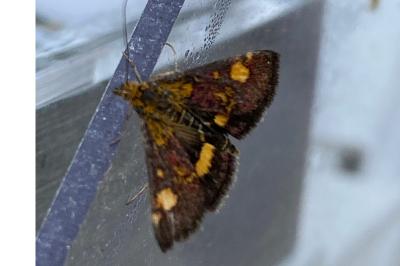<i>Pyrausta aurata</i>