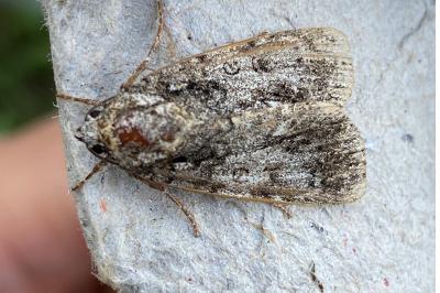 <i>Acronicta rumicis</i>