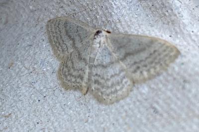 <i>Idaea subsericeata</i>