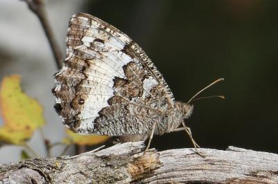 <i>Brintesia circe</i>