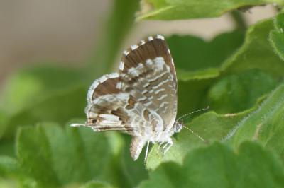 <i>Cacyreus marshalli</i>