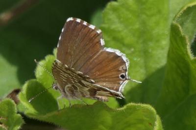<i>Cacyreus marshalli</i>