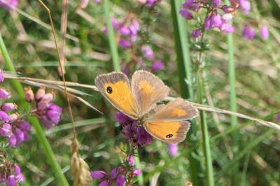 <i>Pyronia tithonus</i>