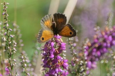 <i>Pyronia tithonus</i>