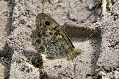 <i>Lasiommata megera</i>